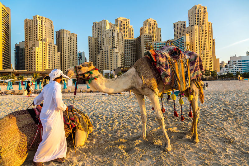 迪拜城市中的可爱骆驼