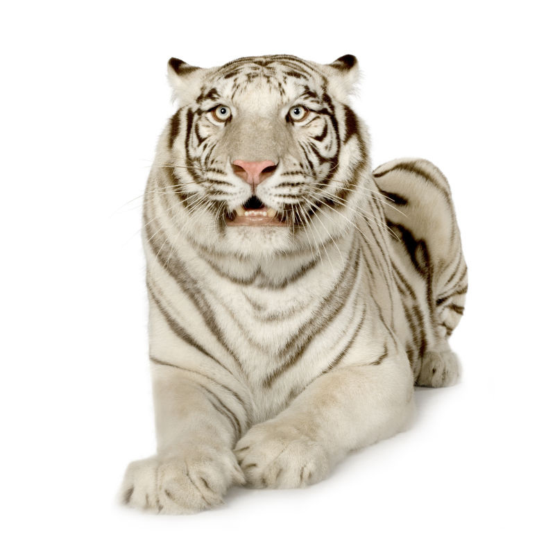 白色背景上坐着的老虎