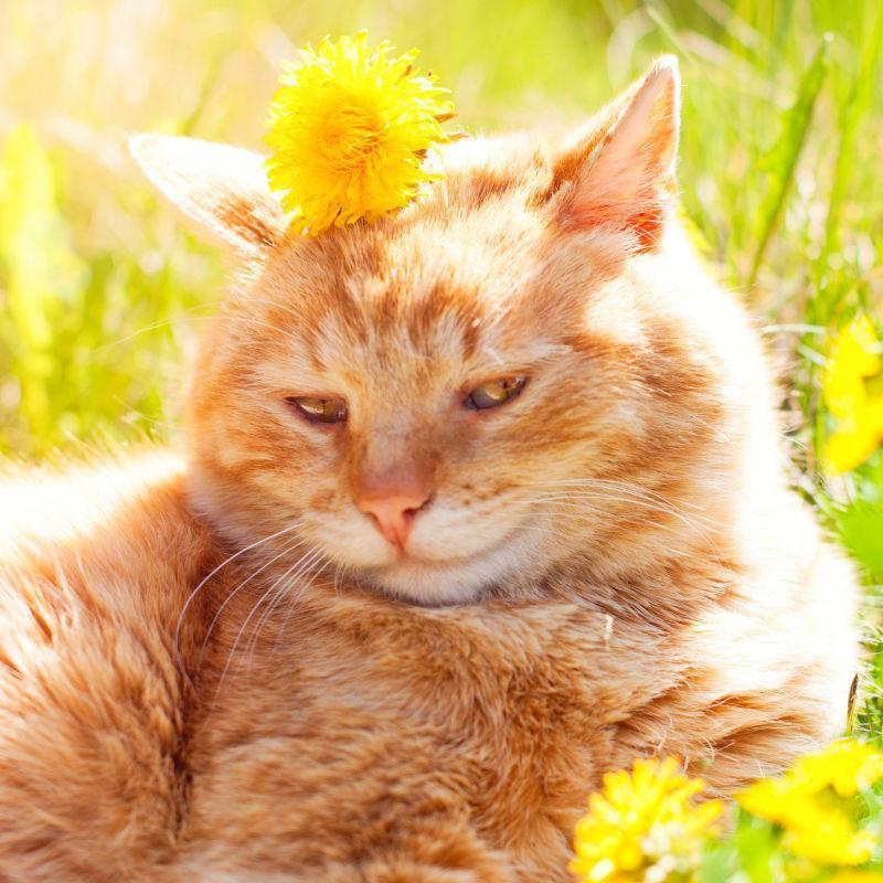 草地上的一只黄色猫咪