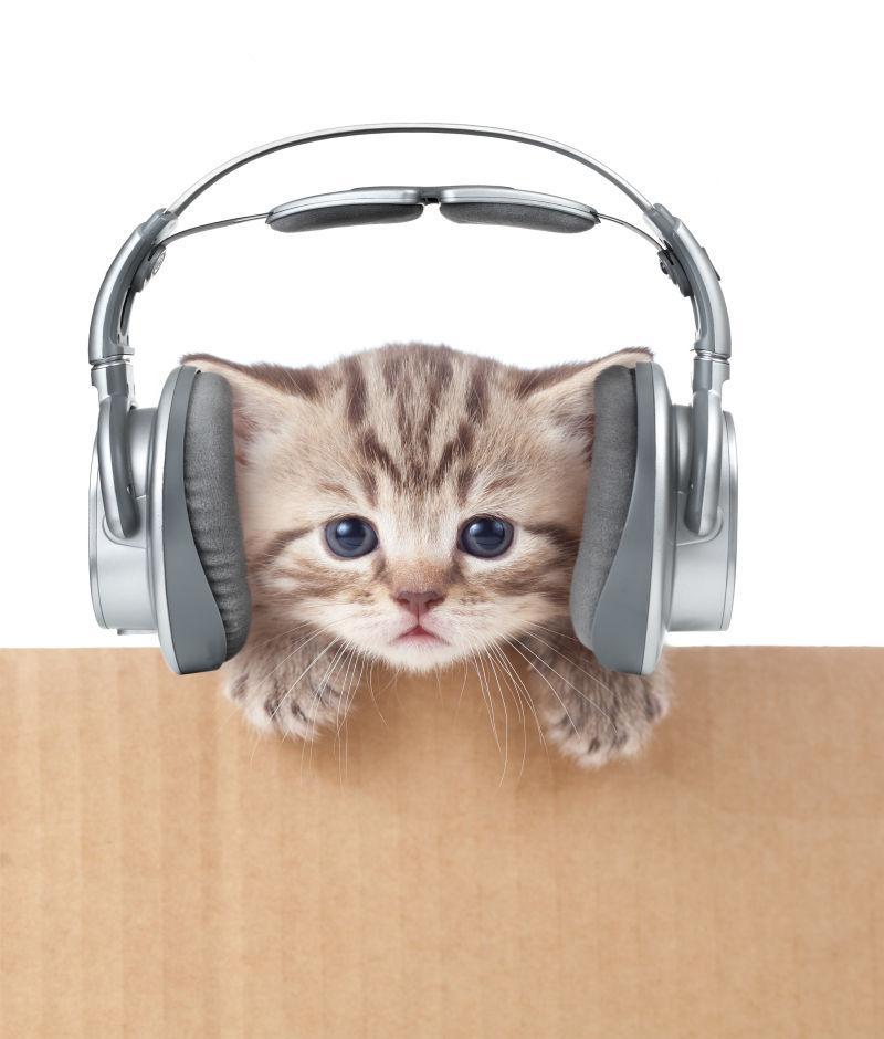 在纸箱里戴着耳机的有趣小猫