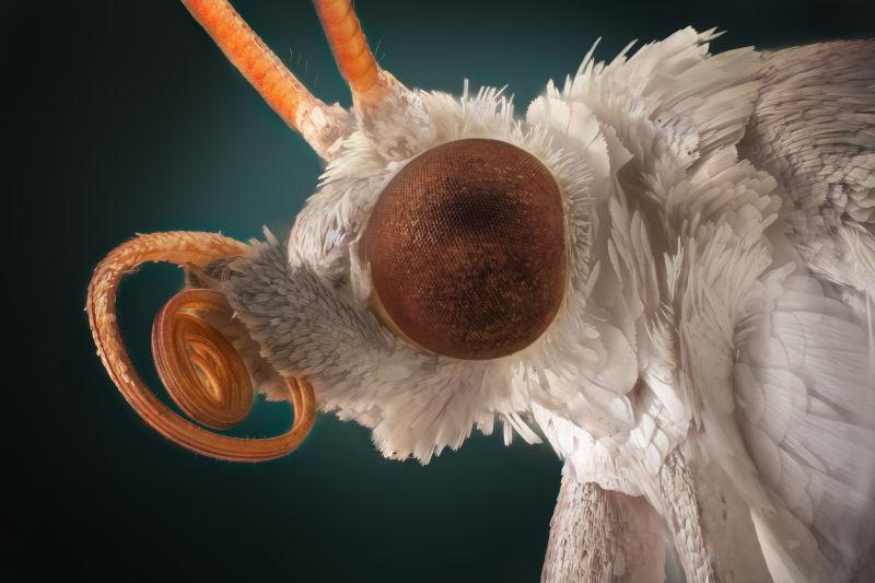 显微镜下白色飞蛾的特写肖像