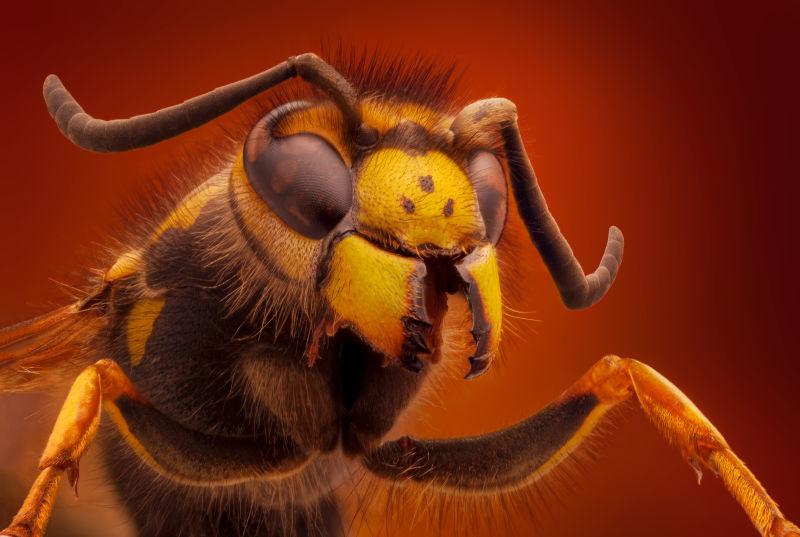通过显微镜对黄蜂的特别清晰的肖像