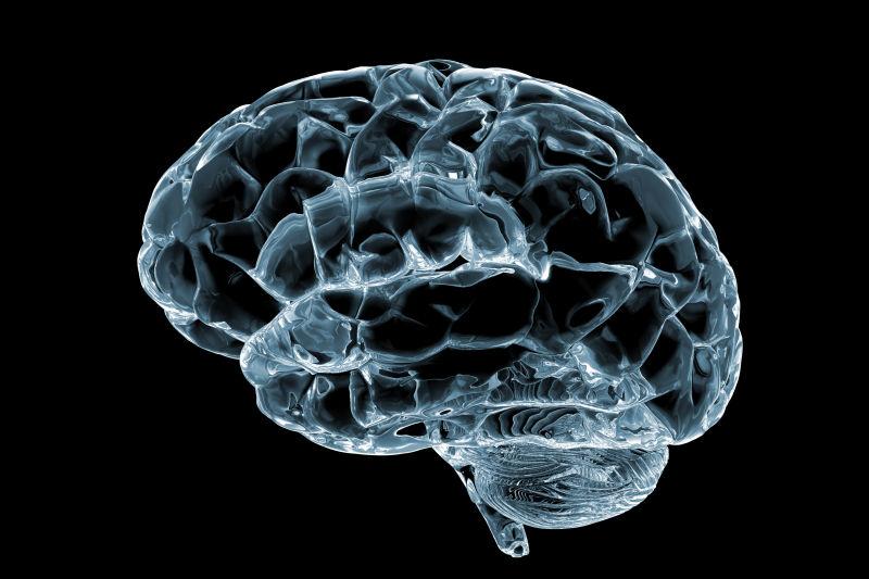 三维人体头部脑嵴的神经概念