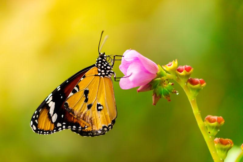 粉色小花上采蜜的蝴蝶
