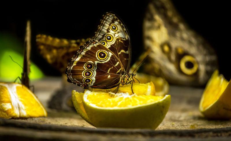 在柠檬上的猫头鹰蝴蝶