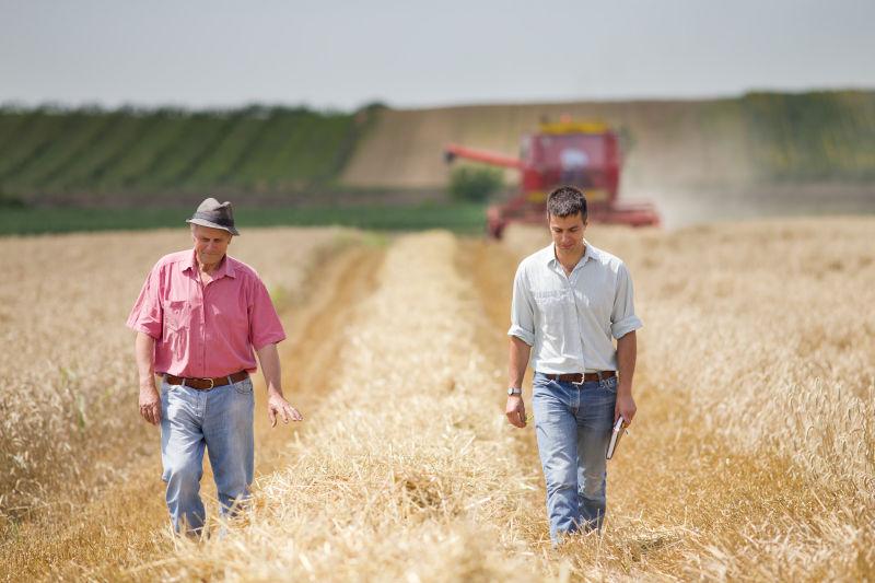 小麦收割机背景下站在黄色麦田里的农场伙伴