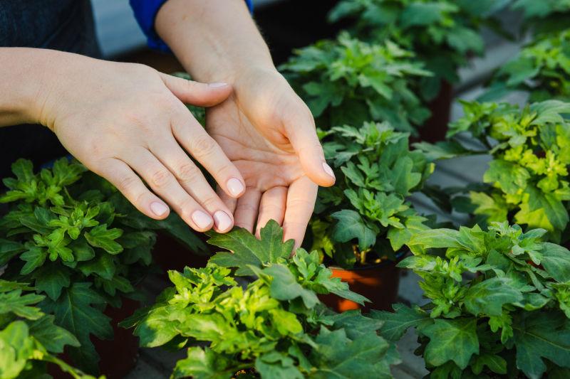 温室栽培室内盆栽植物图片素材 女性双手照顾植物创意图片素材 Jpg图片格式 Mac天空素材下载