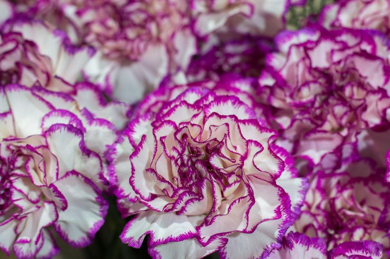白色带有紫色花边的康乃馨花