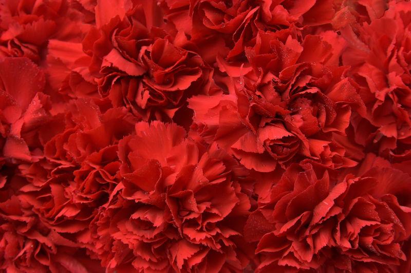 红色康乃馨花瓣