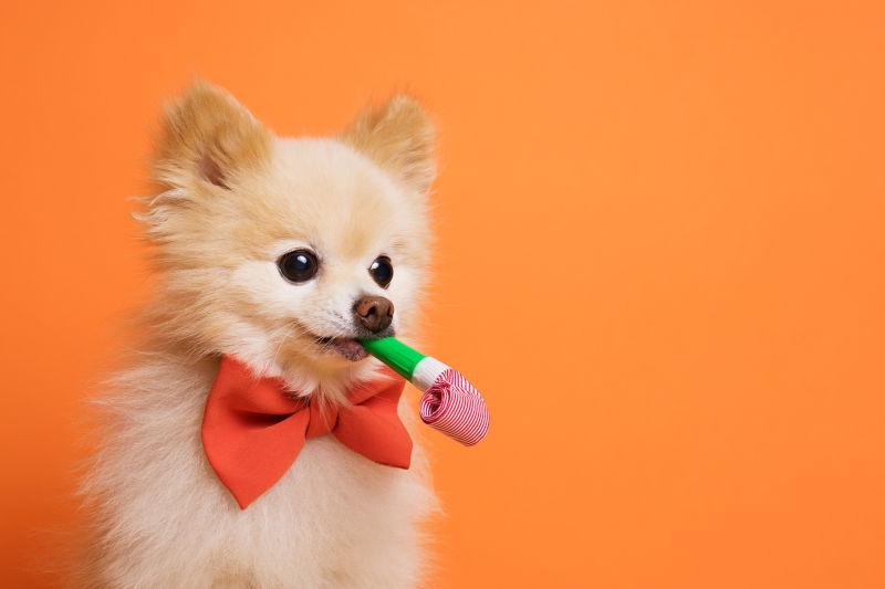 橙色领带的小狗狗