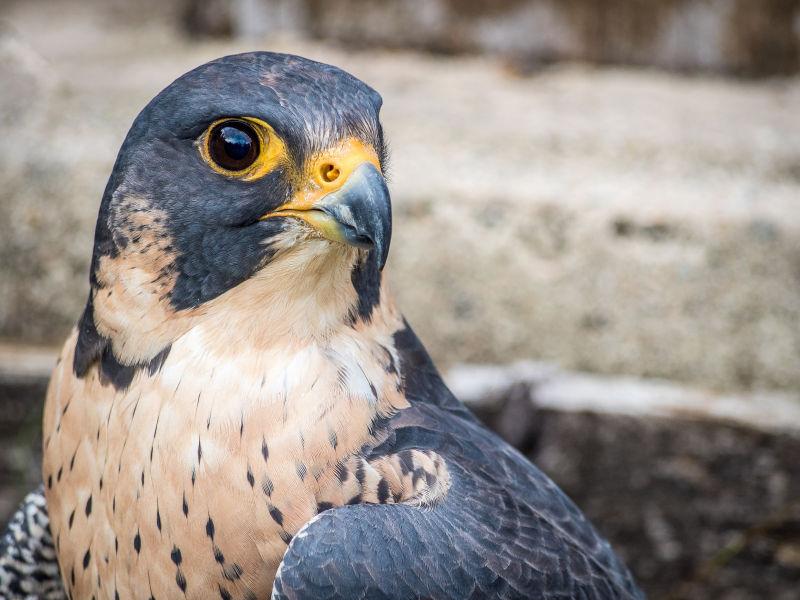 游隼（Falco peregrinus）肖像