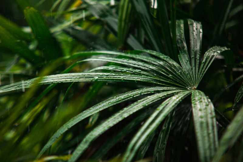 在雨天的绿色棕榈叶的水滴