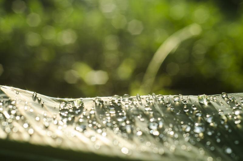 雨后绿叶子中的水滴