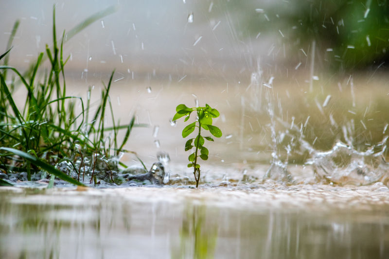 一棵绿色植物和下雨天地面溅起的水花