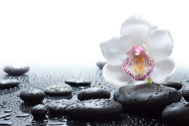 雨水下的黑石和白兰花