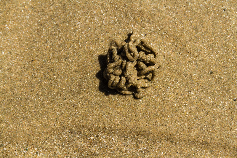 海滩上盘旋的蠕虫或沙蚕