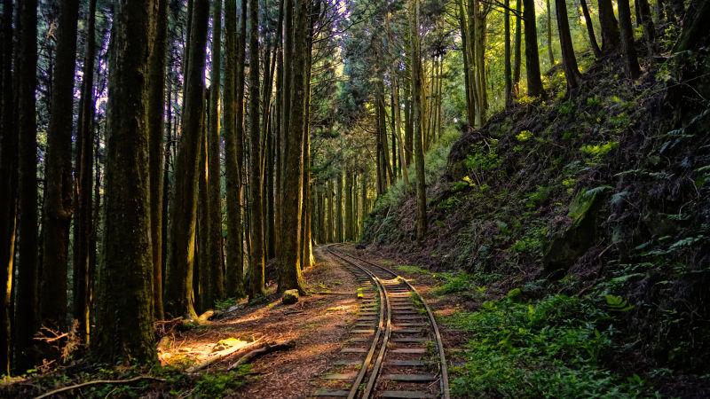 森林中的铁轨