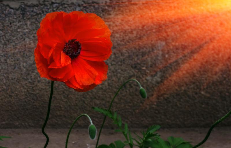阳光下的红色罂粟花