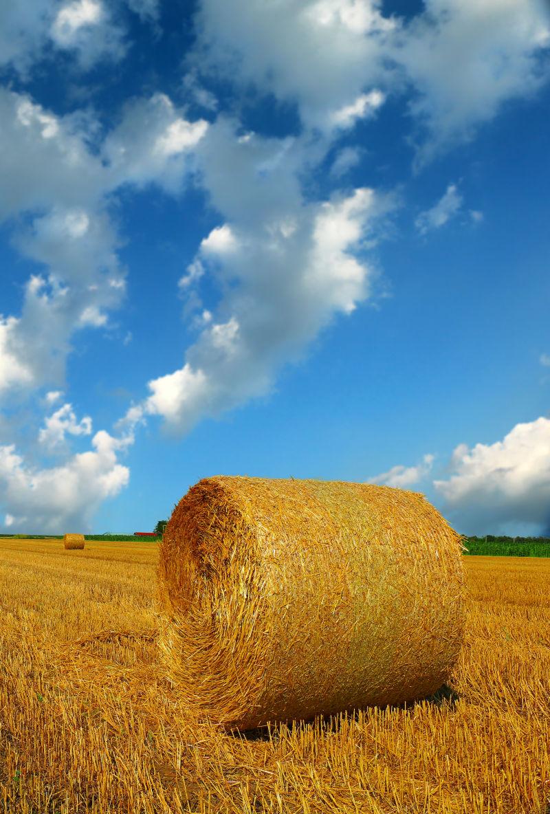 蓝天下收割小麦后田地上的小麦干草捆