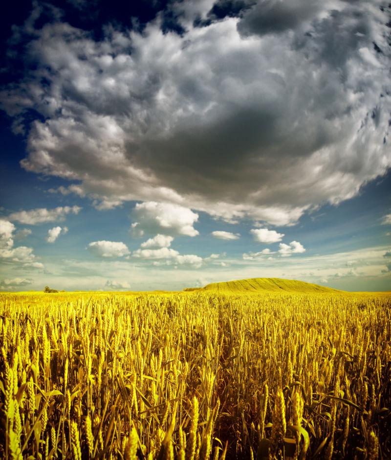 一块乌云下的麦田
