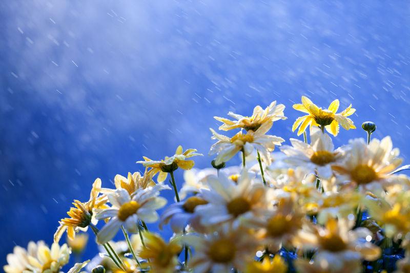 蓝色风雨背景下的花