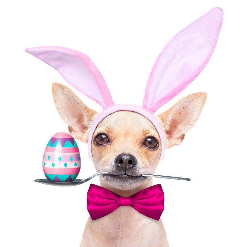 白色背景下戴兔子耳朵的奇瓦瓦狗和复活节彩蛋