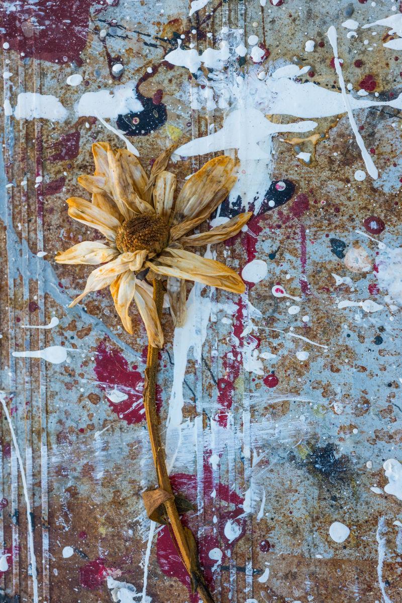 油漆背景前的腐烂的菊花