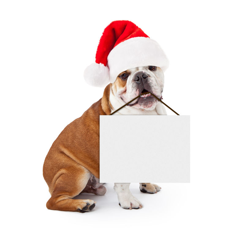 圣诞节的斗牛犬叼着空白广告牌