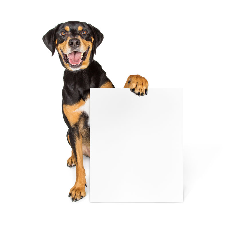 快乐的狗拿着白色广告牌