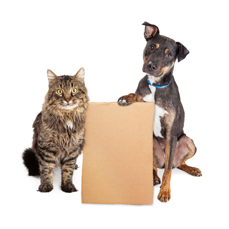 空白纸板和猫狗