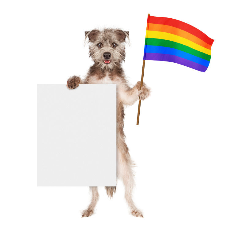 拿着白板支持同性恋权利的狗