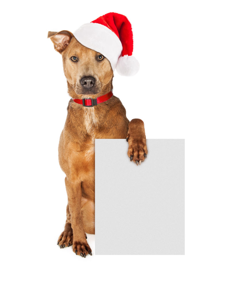 圣诞狗拿着空白广告牌