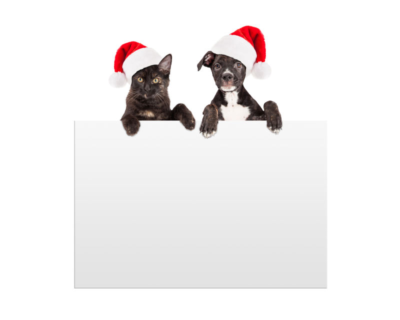 戴圣诞帽的猫狗和空白广告牌