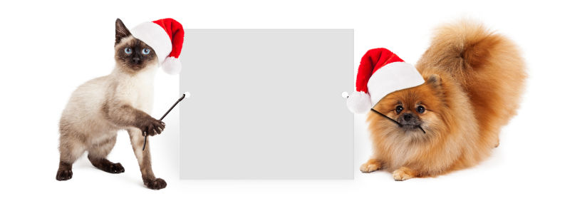 圣诞节的猫狗和白色广告牌