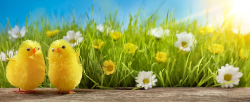 阳光下有小花的草地边上的复活节的小黄鸡