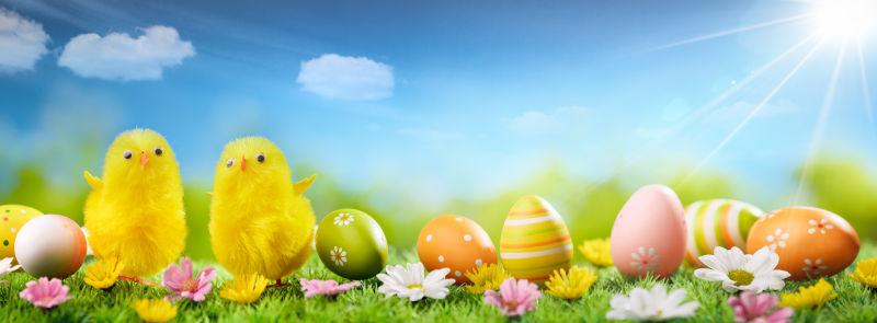 阳光下草地上整齐排列的复活节彩蛋和小黄鸡