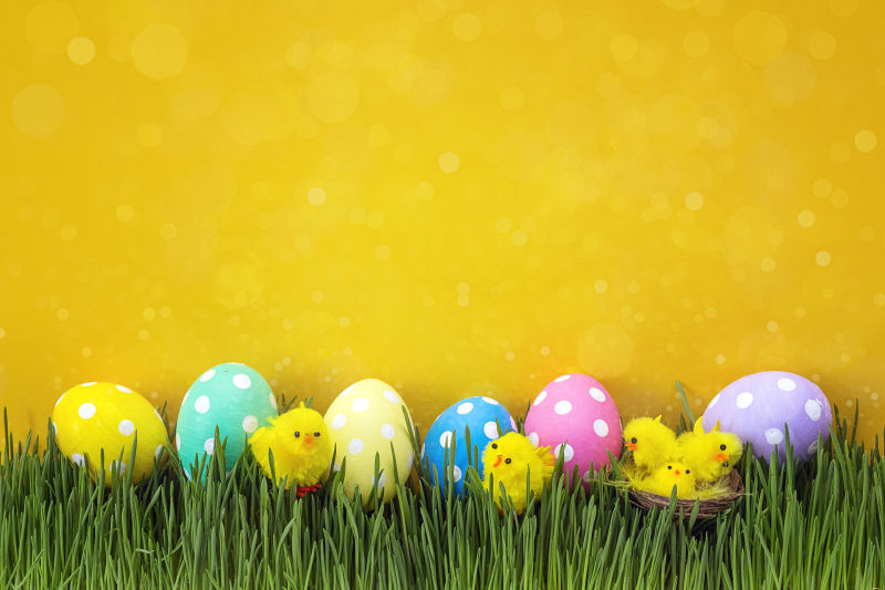 草坪上的复活节彩蛋与小鸡仔