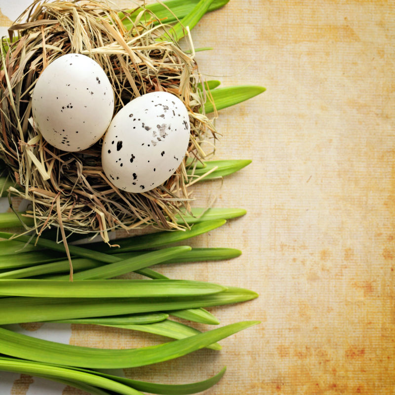 鸟巢中的两个复活节彩蛋