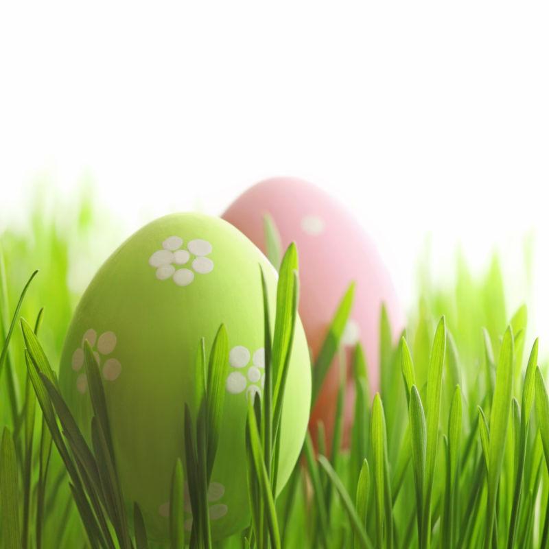 白色背景下竖立在小草之中的复活节彩蛋
