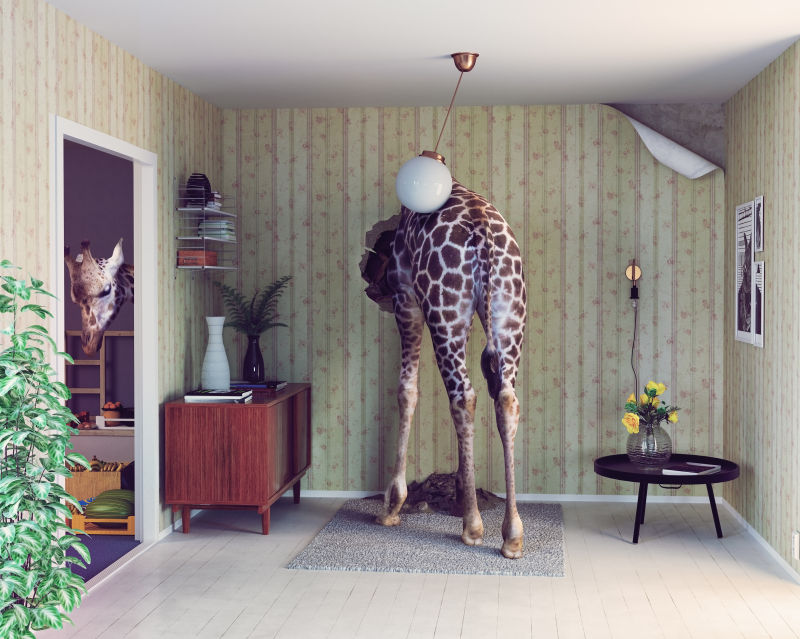 客厅里的长颈鹿