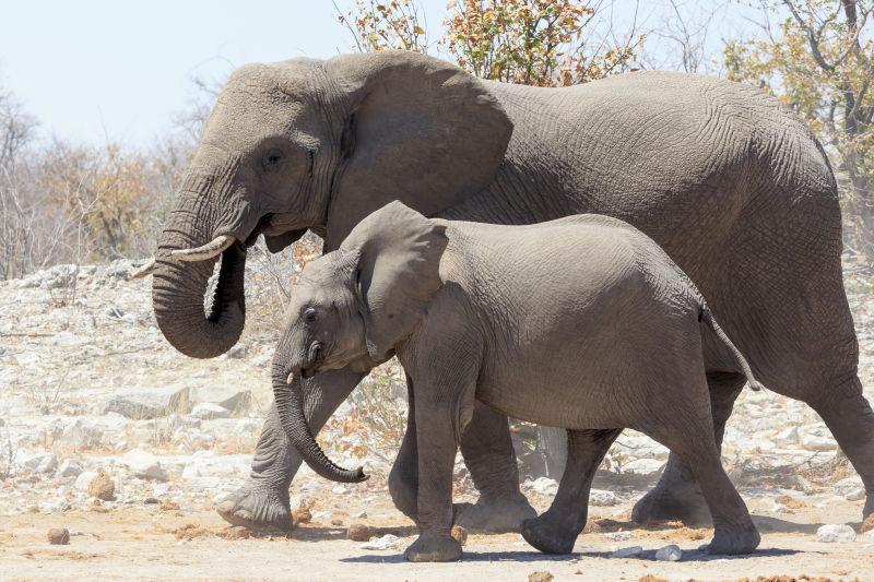 纳米比亚埃托莎公园的大象