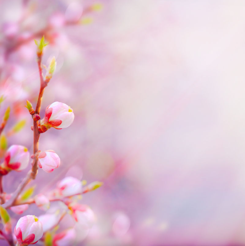 春天的粉红色花朵