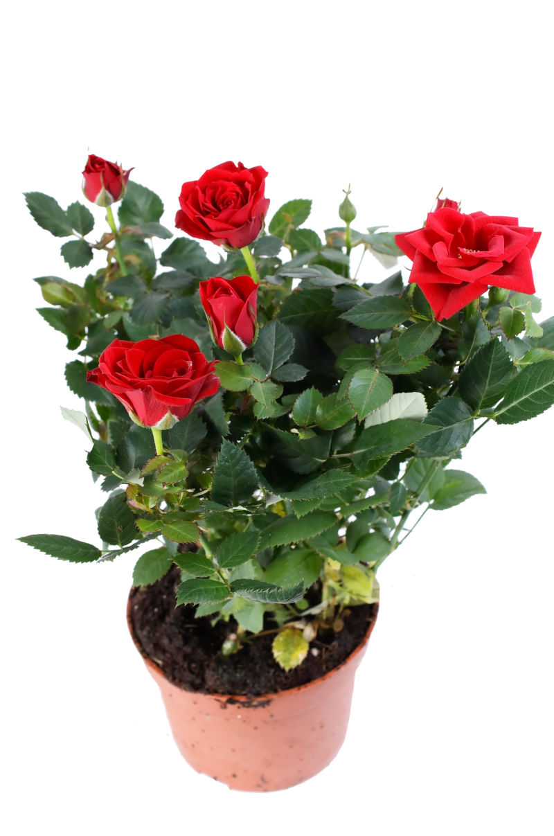 白色背景前盆栽中的红玫瑰