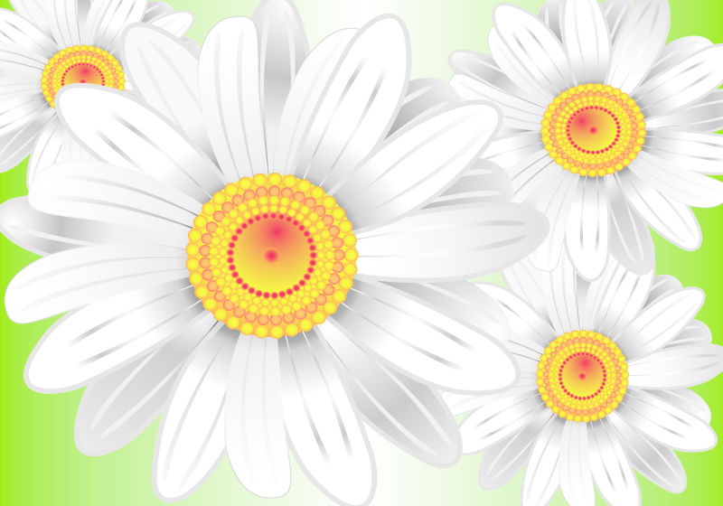 漂亮的四朵白色花朵