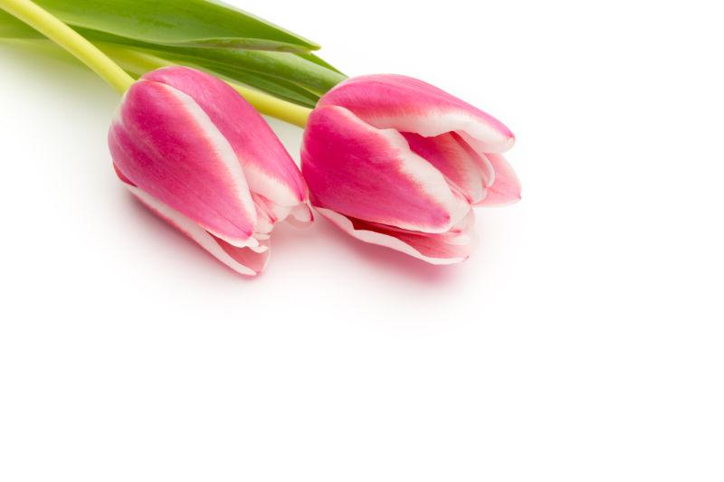 白色背景下两束粉红色的郁金香