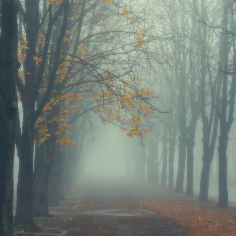 充满雾气的秋天公园
