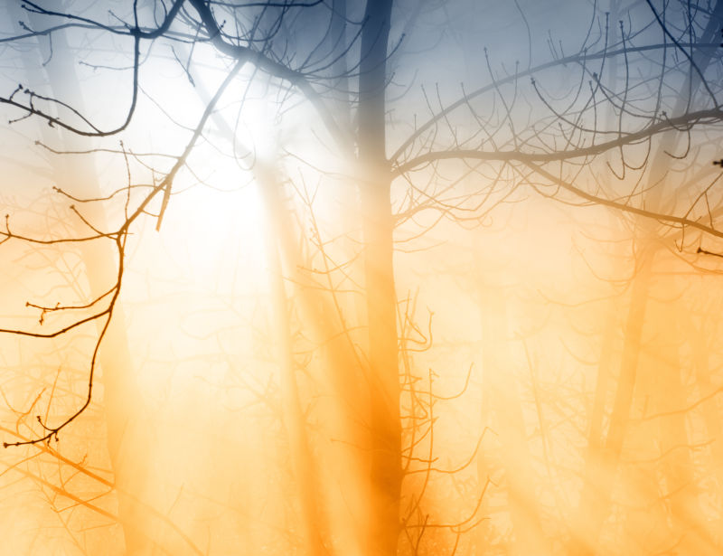 太阳光穿过充满雾气的树林