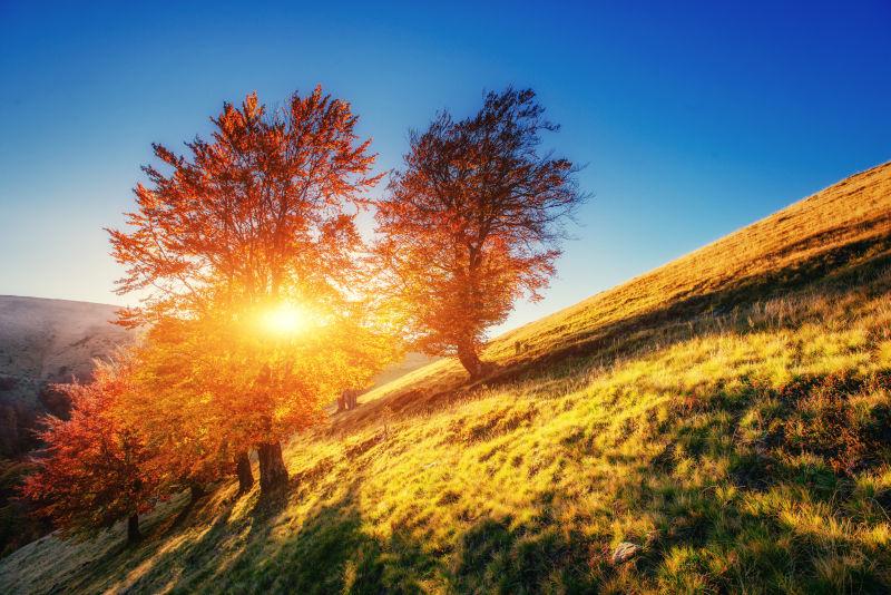 阳光照射下秋天的森林