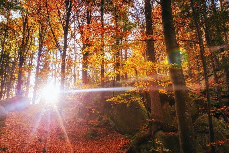 阳光穿透秋天的森林