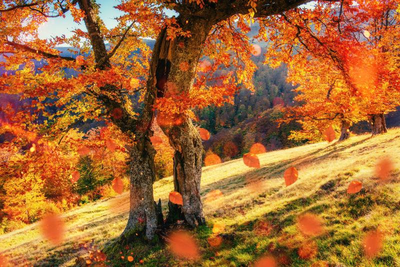 秋天森林里落叶飞舞的树